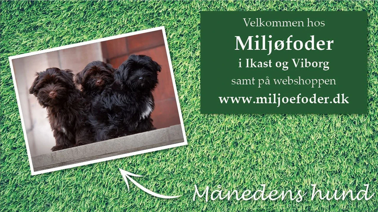 Medlem_Miljoefoder-Ikast_COVER_20260606-105425_1