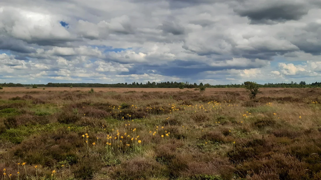 harrild-hedes-venner_cover